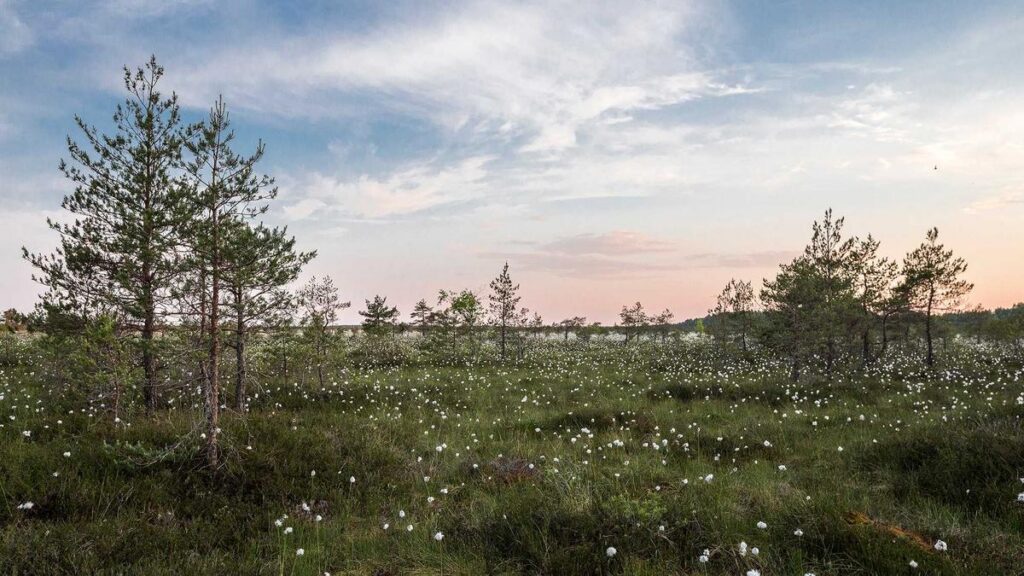 Digitale Vignette oder Klebevignette? Ein detaillierter Vergleich der beiden Systeme